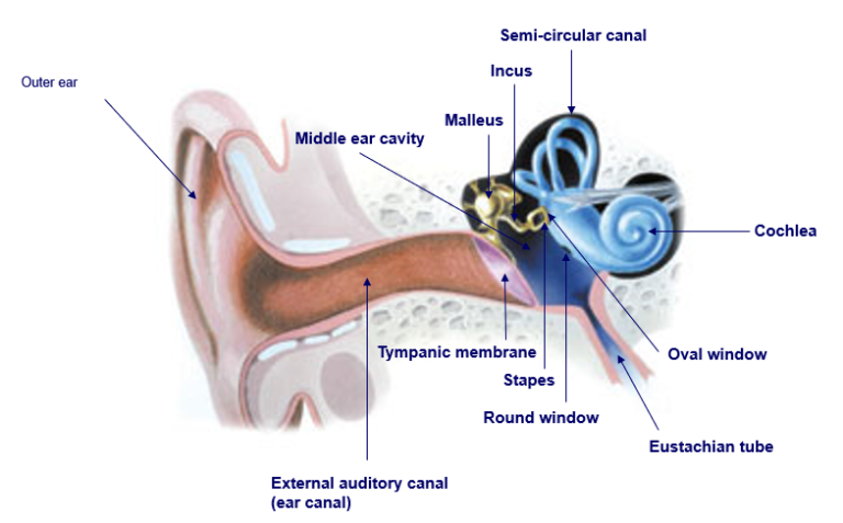 An otoscope is a medical device used to look into the ear canal and  eardrum. It consists of a handle and a head containing a light source and a  simple low-power magnifying
